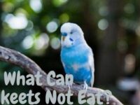 What Can Parakeets Not Eat? (Toxic Foods List)
