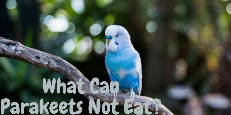what can parakeets not eat