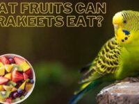 What Fruits Can Parakeets Eat? (List of Best Fruits)