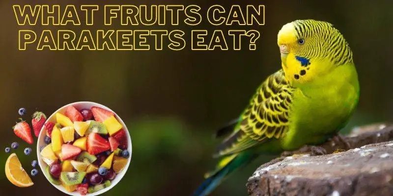 fruits that parakeets eat, what fruits can parakeets eat