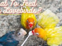 What To Feed Baby Lovebirds? (Foods & Feeding Tips)