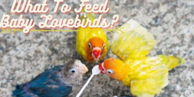 what to feed baby lovebirds, what do baby lovebirds eat, feeding baby lovebirds