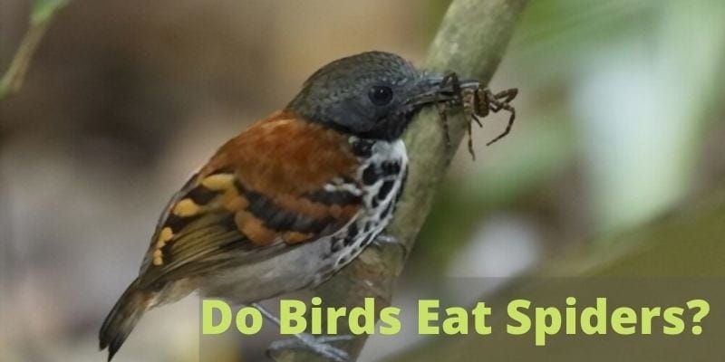 do birds eat spiders, can birds eat spiders, birds that eat spiders, what birds can eat spiders