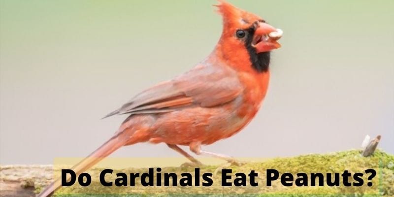 do cardinals eat peanuts, can cardinals eat peanuts