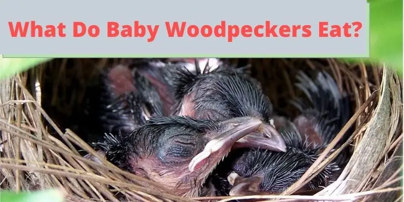 what do baby woodpeckers eat, baby woodpeckers foods