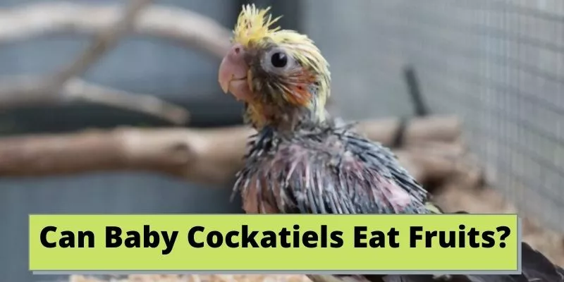 can baby cockatiels eat fruits, do baby cockatiels eat fruits, feeding baby cockatiels fruits