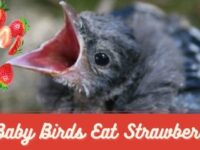 Can Baby Birds Eat Strawberries? (Healthy or Bad?)