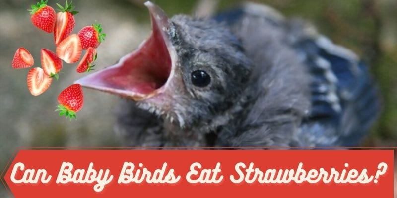can baby birds eat strawberries, do baby birds eat strawberries