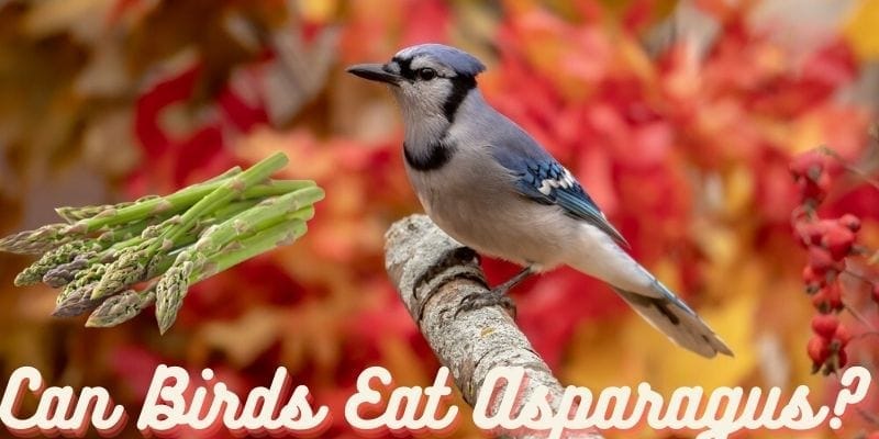 can birds eat asparagus, do birds eat asparagus