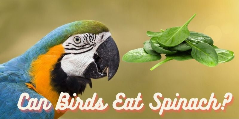 can birds eat spinach, do birds eat spinach, is spinach safe for birds