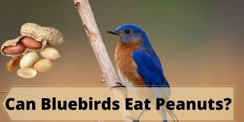 can bluebirds eat peanuts, do bluebirds eat peanuts