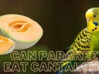 Can Parakeets Eat Cantaloupe? (Safe or Not?)