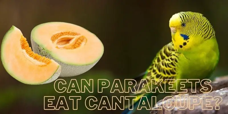 can parakeets eat cantaloupe, do parakeets eat cantaloupe