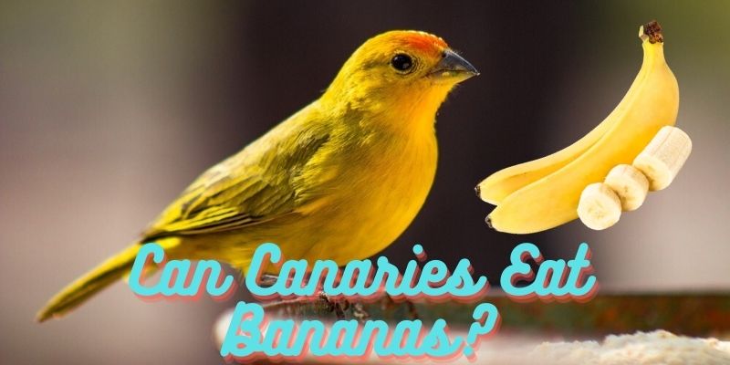 can canaries eat bananas, do canaries eat bananas