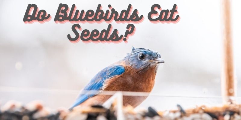 do bluebirds eat seeds, can bluebirds eat seeds