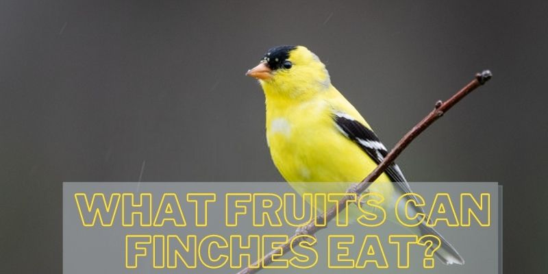 can finches eat fruits, what fruits can finches eat