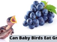 Can Baby Birds Eat Grapes? (Safe or Not?)