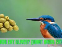 Can Birds Eat Olives? (Know The Fact)