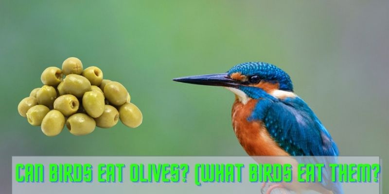 can birds eat olives, birds eating olives