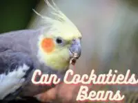 Can Cockatiels Eat Beans? (Safe or Not?)