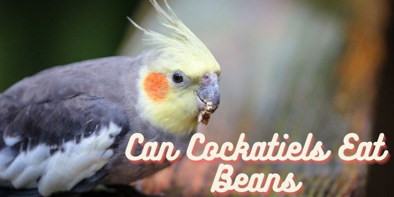 can cockatiels eat beans