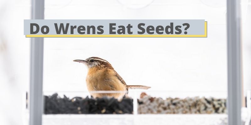 do wrens eat seeds

