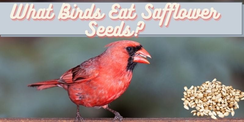 what birds eat safflower seeds, birds that eat safflower seeds