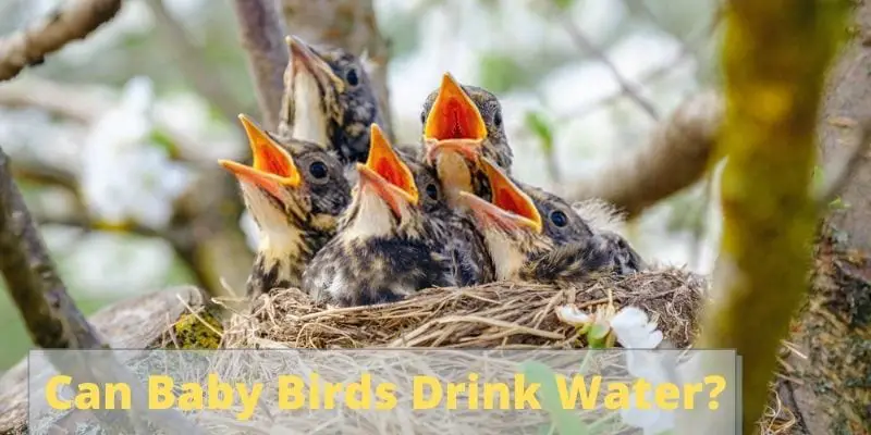 can baby birds drink water, do baby birds drink