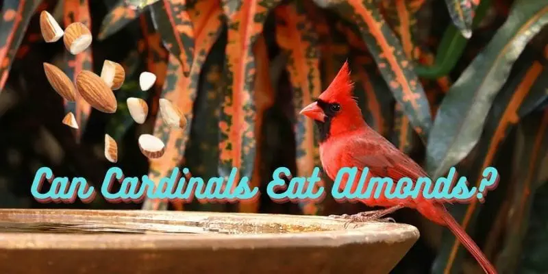 can cardinals eat almonds