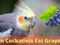 Can Cockatiels Eat Grapes? (Everything You Need to Know)