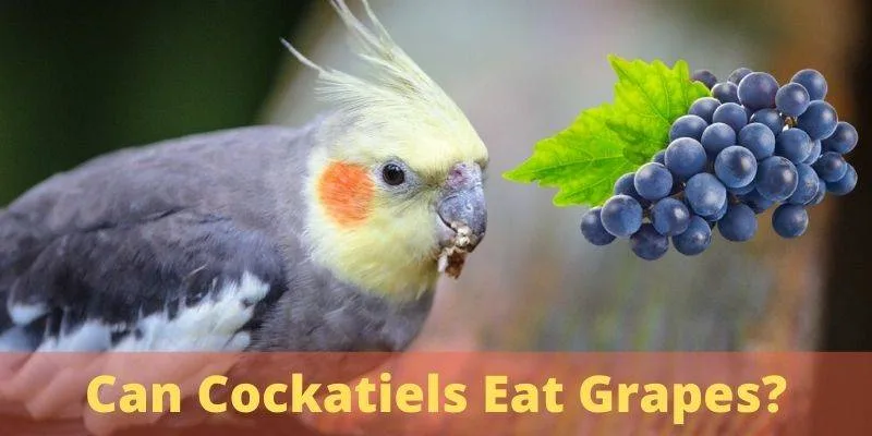 can cockatiels eat grapes, do cockatiels eat grapaes