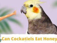 Can Cockatiels Eat Honey? (Recommended or Not?)