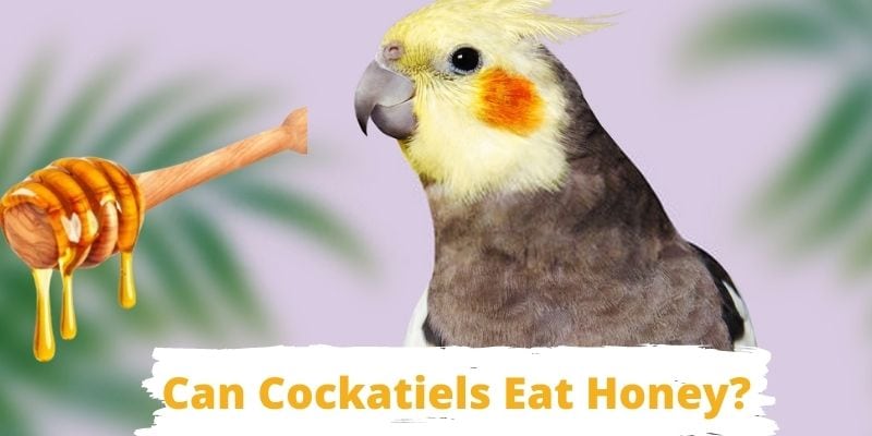 can cockatiels eat honey, do cockatiels eat honey