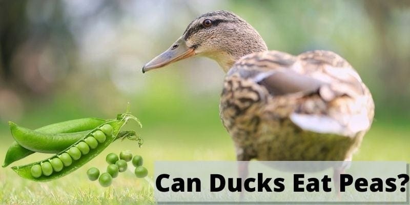 can ducks eat peas, do ducks eat peas