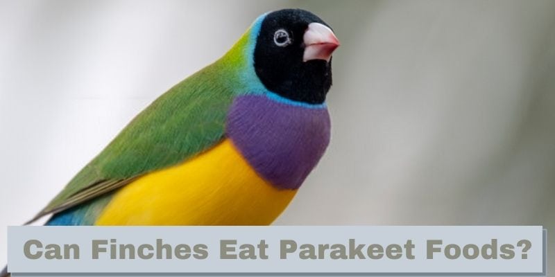 can finches eat parakeet foods