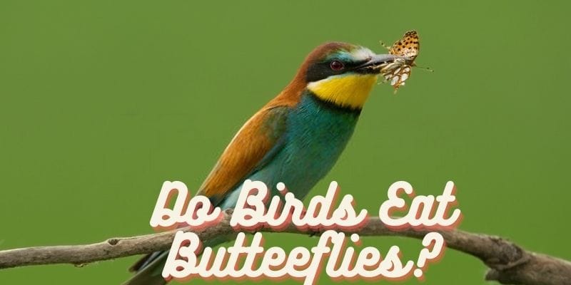 do birds eat butterflies, can birds eat butterflies