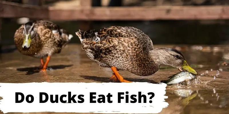 do ducks eat fish, can ducks eat fish
