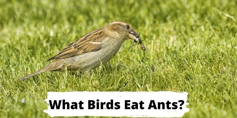 what birds eat ants, birds that eat ants