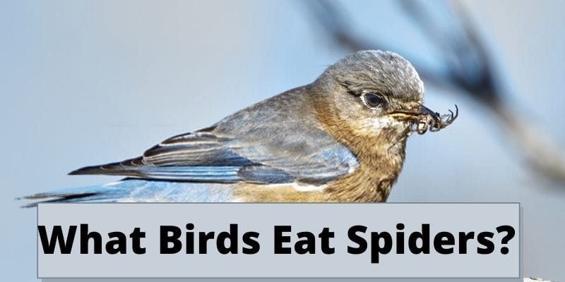 what birds eat spiders