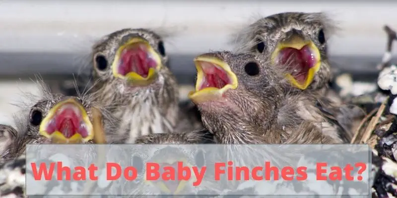 what do baby finches eat