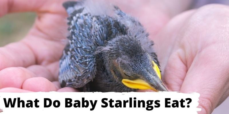 what do baby starlings eat, feeding baby starlings, baby starlings foods
