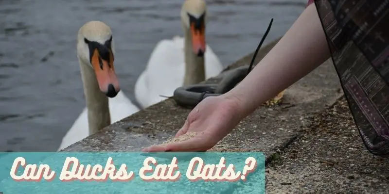 can ducks eat oats, do ducks eat fish