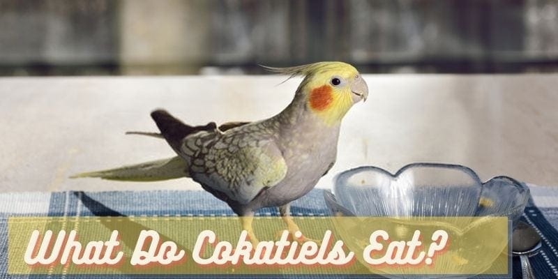 what do cockatiels eat, what to feed cockatiels, diet of cockatiels