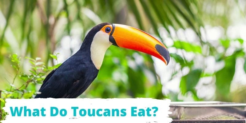 what do toucans eat, toucans diet