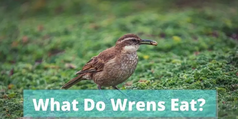 what do wrens eat, feeding wrens