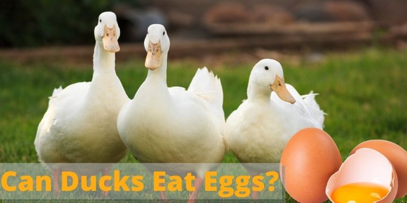 can ducks eat eggs, do ducks eat eggs, feeding eggs to ducks