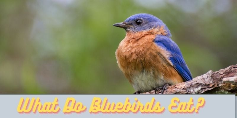 what do bluebirds eat, feeding bluebirds, bluebird foods