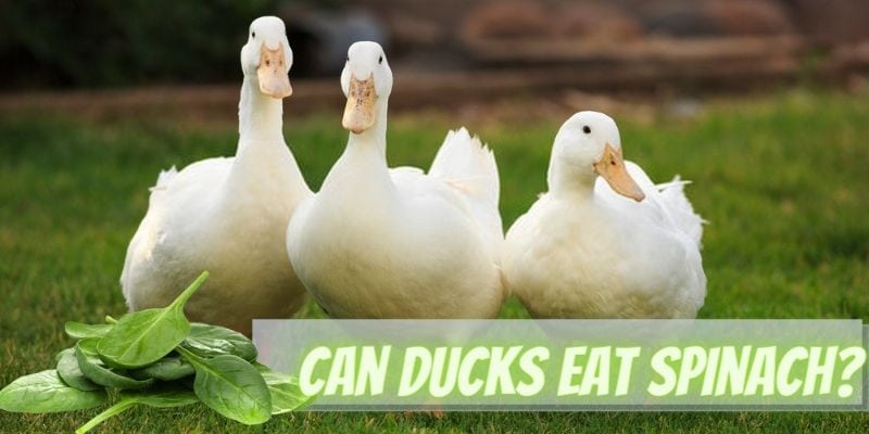 can ducks eat spinach, do ducks eat spinach