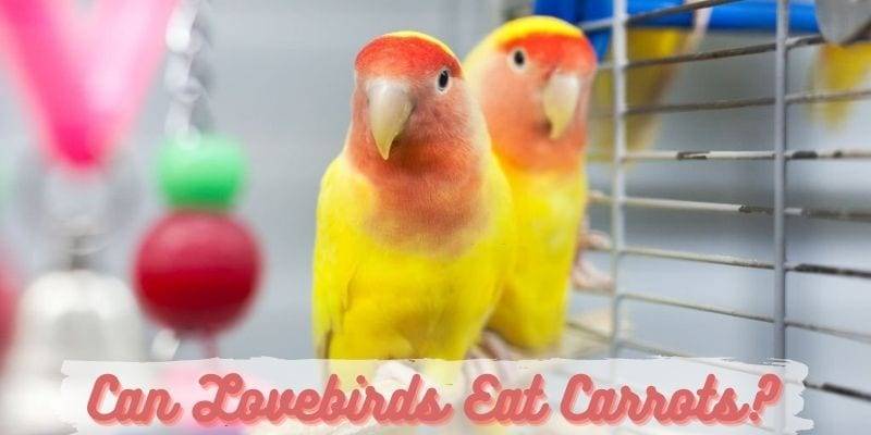 can lovebirds eat carrots, do lovebirds eat carrots