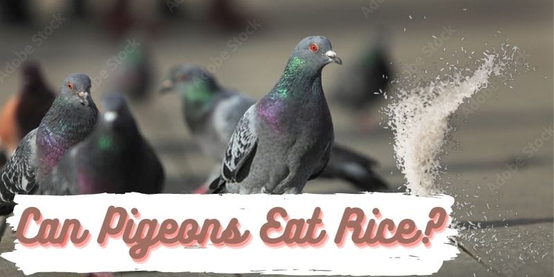 can pigeons eat rice, do pigeons eat rice,